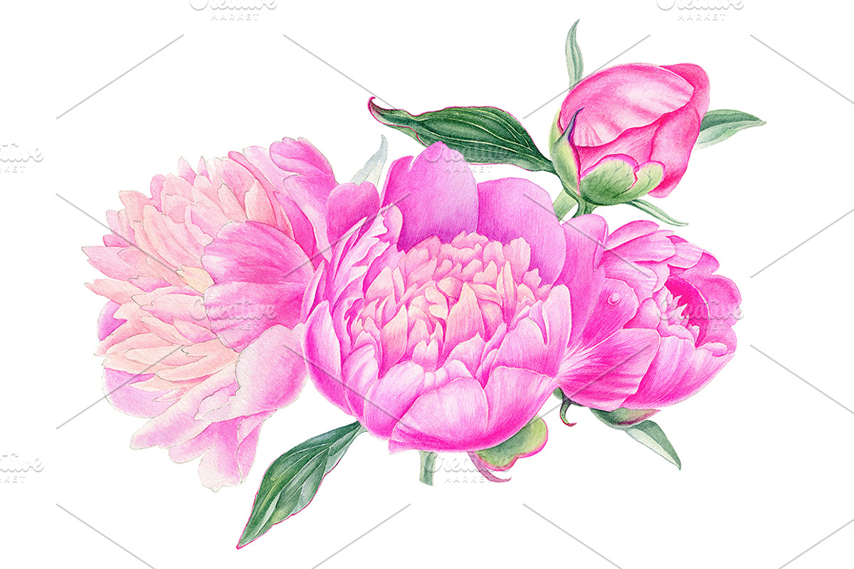 Peonies, a Decorative Illustration by Watercolor life (Photo 5 of 6)