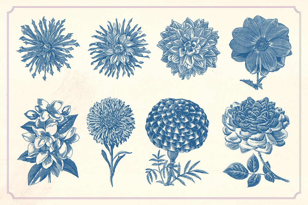 Vintage Flower Illustrations, a Decorative Illustration by Mr Vintage (Photo 7 of 13)