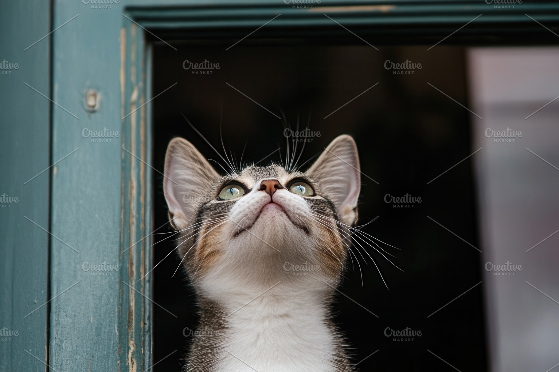 A cat stands in the window, a Photo by Pavel_design