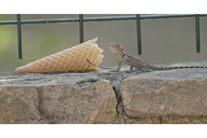 Oliviera Agama Lizard Basking Under, a Graphic by Our Amazing World