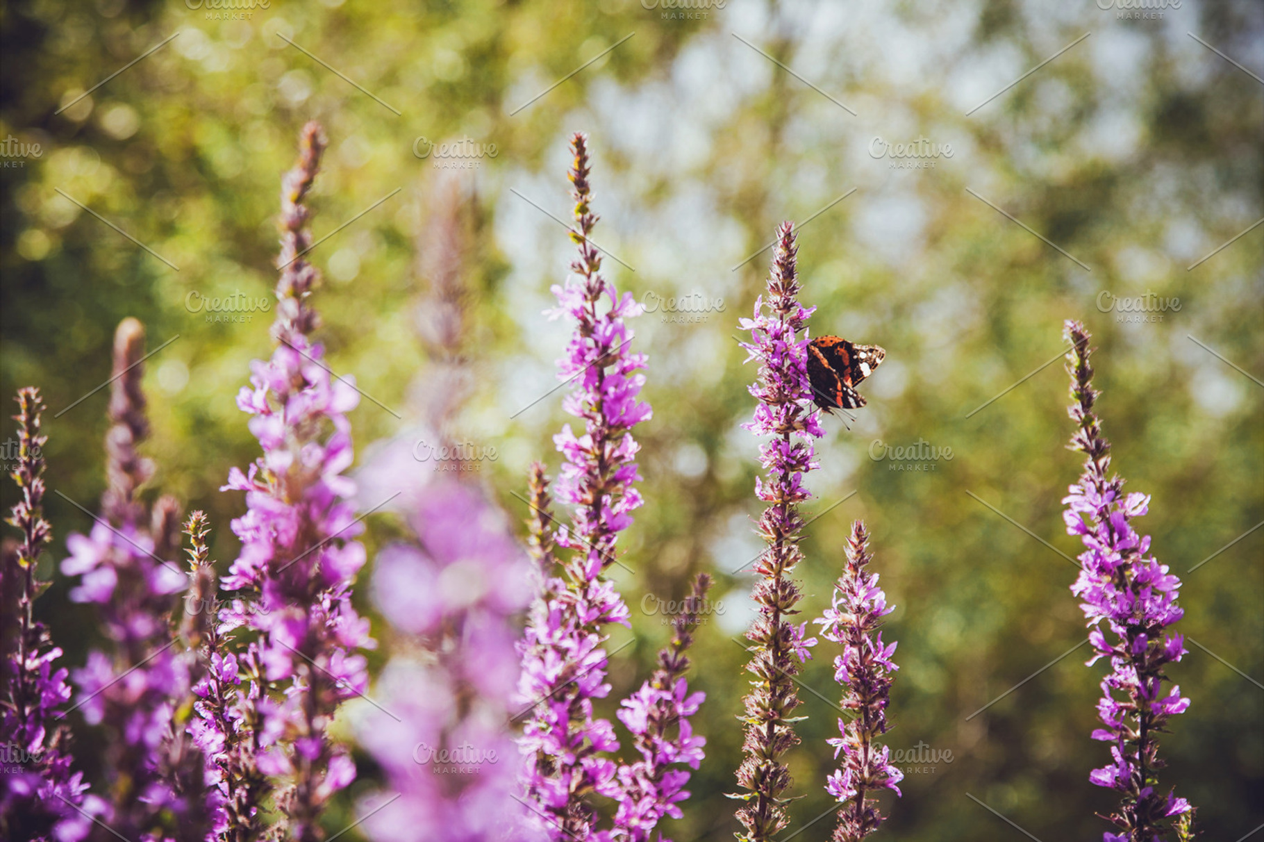 Iseeyouflower summer butterfly 3 stock photo containing summer and flowers, a Nature Photo by ISEEYOUPATTERN