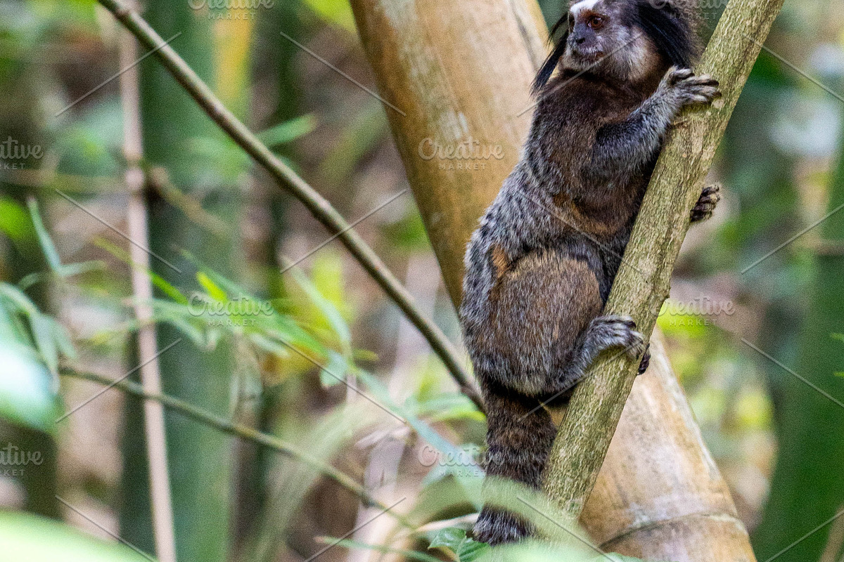20 pictures of Brazilian Marmoset, an Animal Photo by HiLine (Photo 1 of 8)