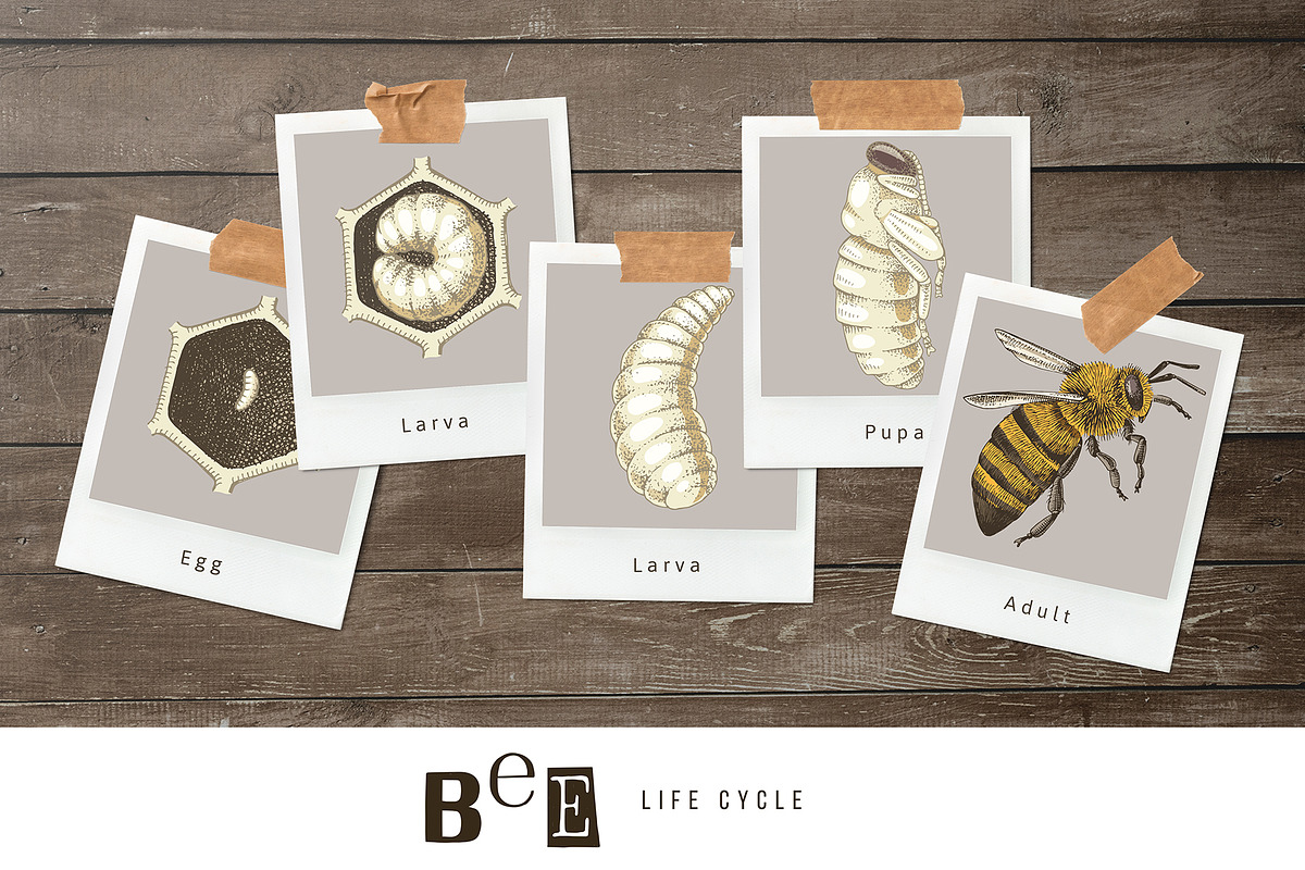 Hand drawn life cycle of a honey bee, an Animal Illustration by handsketched (Photo 3 of 7)