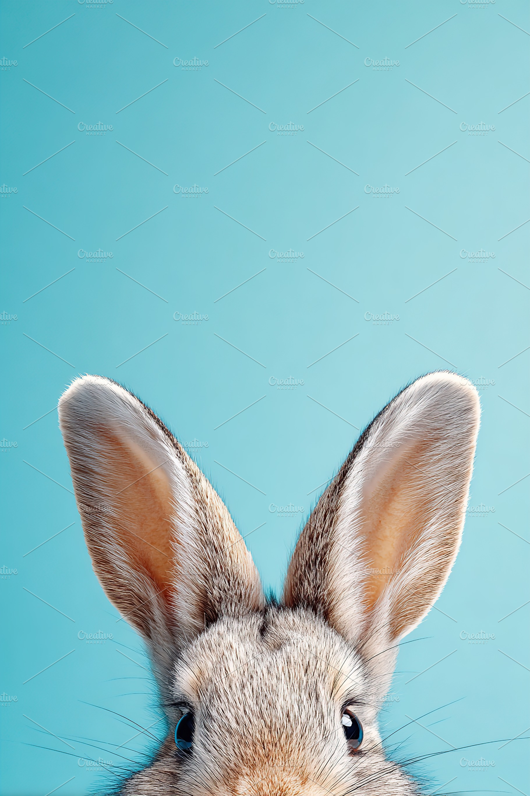 Gray rabbit ears emerge from a vibrant blue background in an engaging compositi, an Animal Photo by AlyaAnd