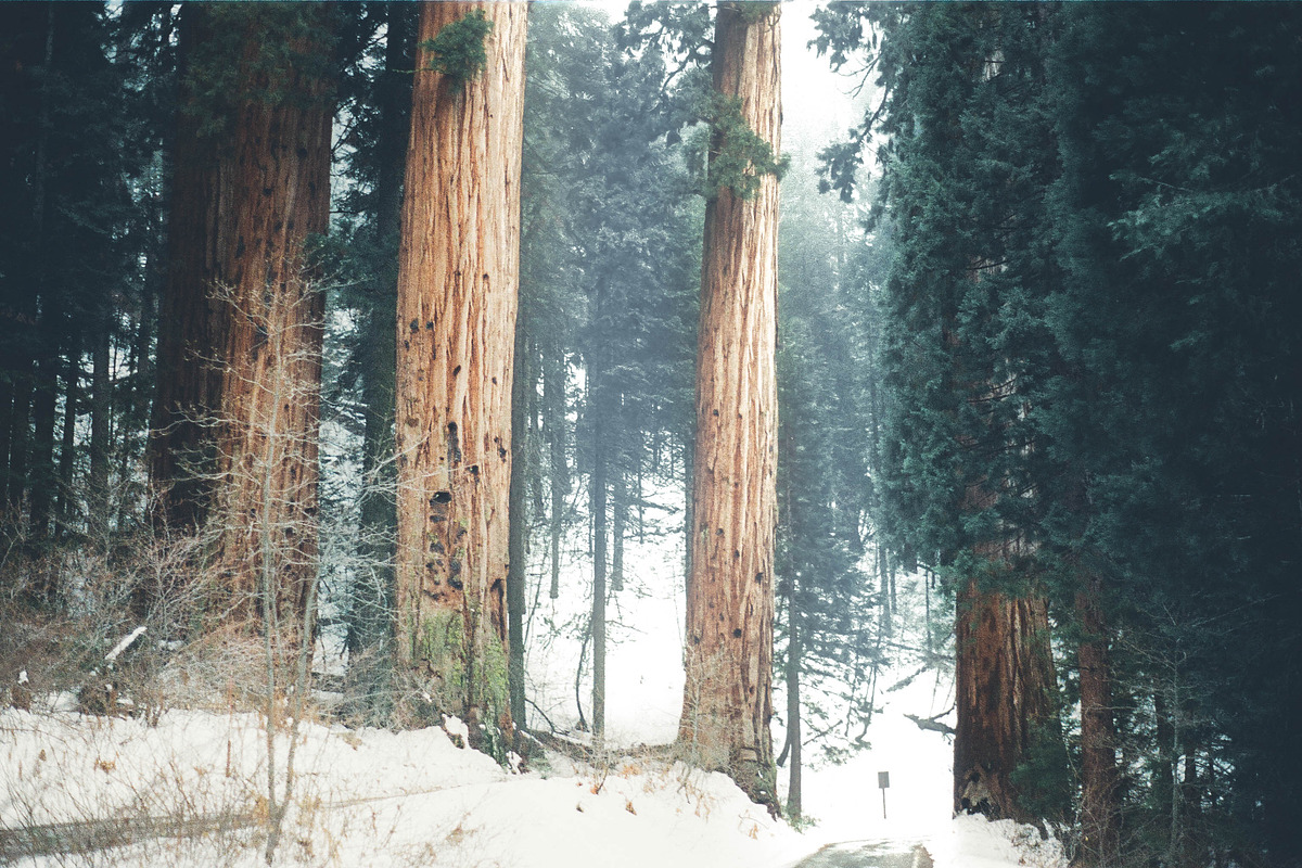 Wintertone Lightroom Presets preview 5