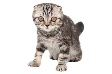 Little kitten Scottish fold cat