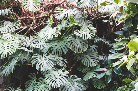 Wall made of monstera deliciosa, a Nature Photo by rorygez fresh