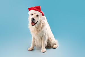 Merry Christmas and Happy New Year. Cute labrador dog sitting in Santa Claus ha, a Photo by Prostock-Studio