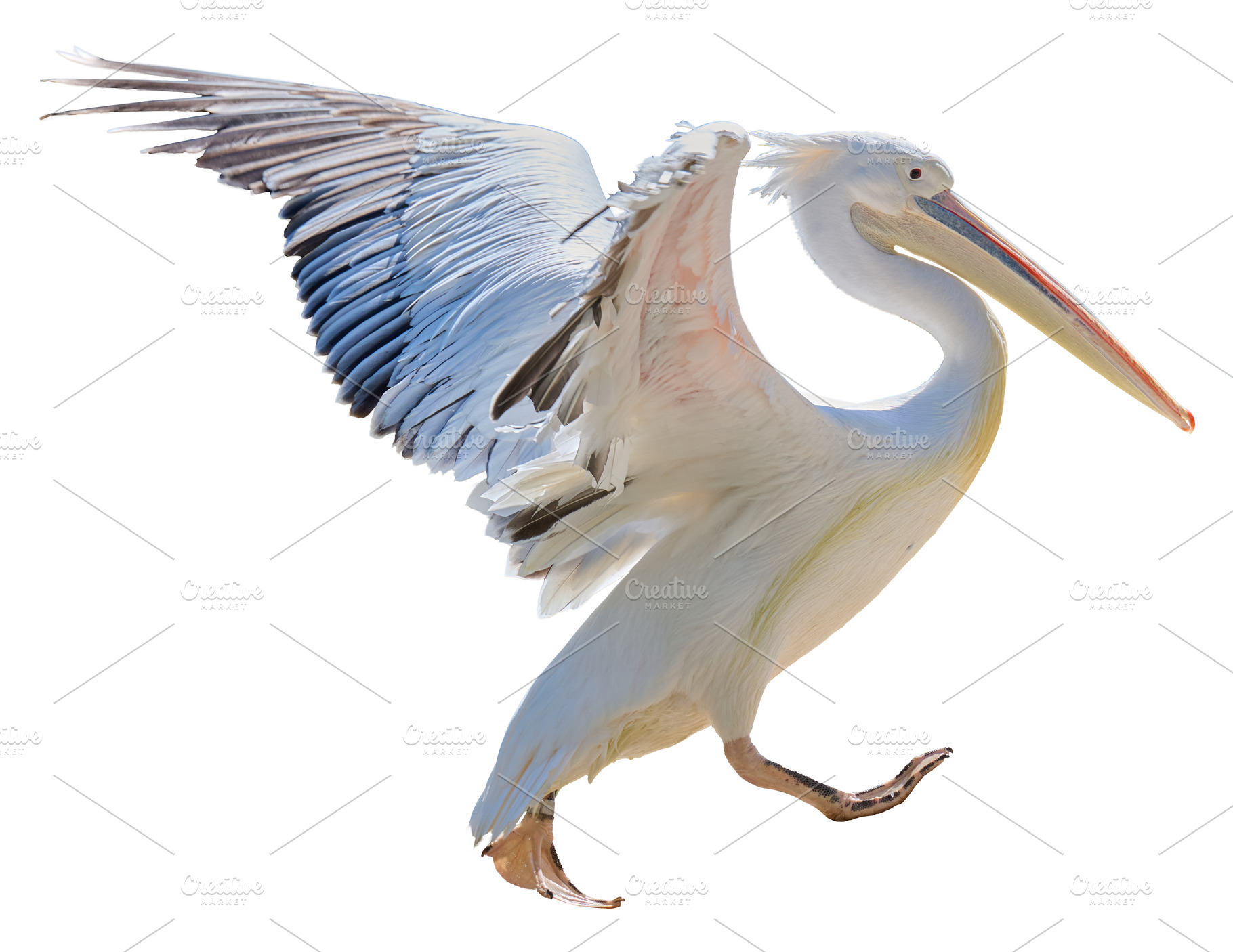 White adult pelican flapping wings on isolated background, an Animal Photo by ndanko