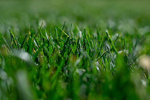 Green grass close up, a Nature Photo by Ana Dee Photography