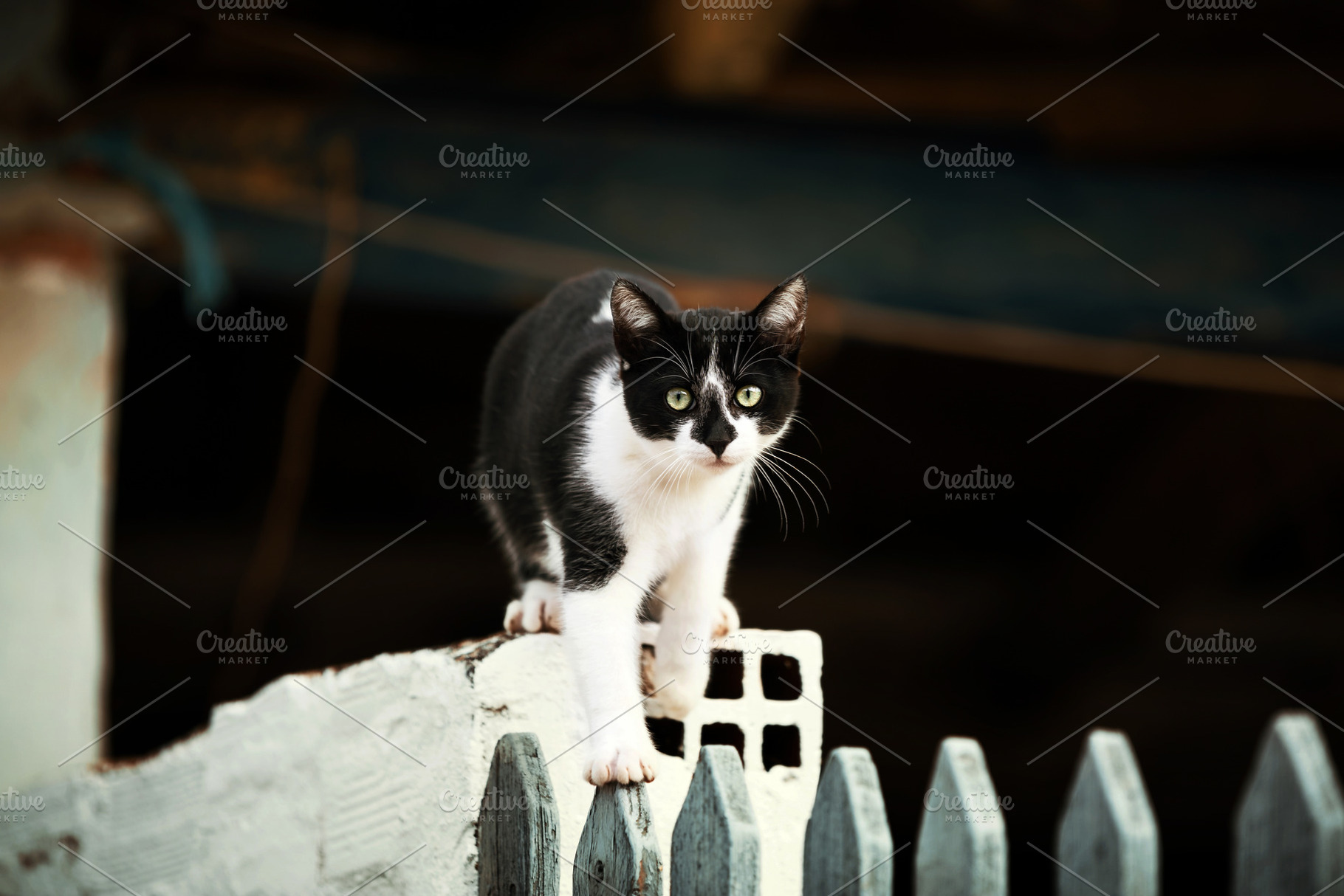 black and white cat, an Animal Photo by Perpis