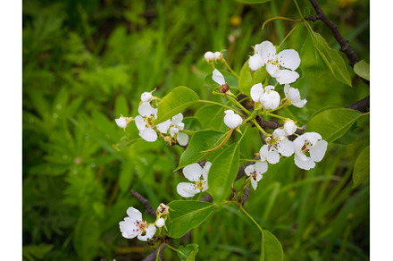 Blossoming pear tree. Summer, a Nature Photo by sabyna75