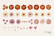 242 Vintage Dried Flowers, an Object Graphic by Ksuview (Thumbnail 11 of 11)