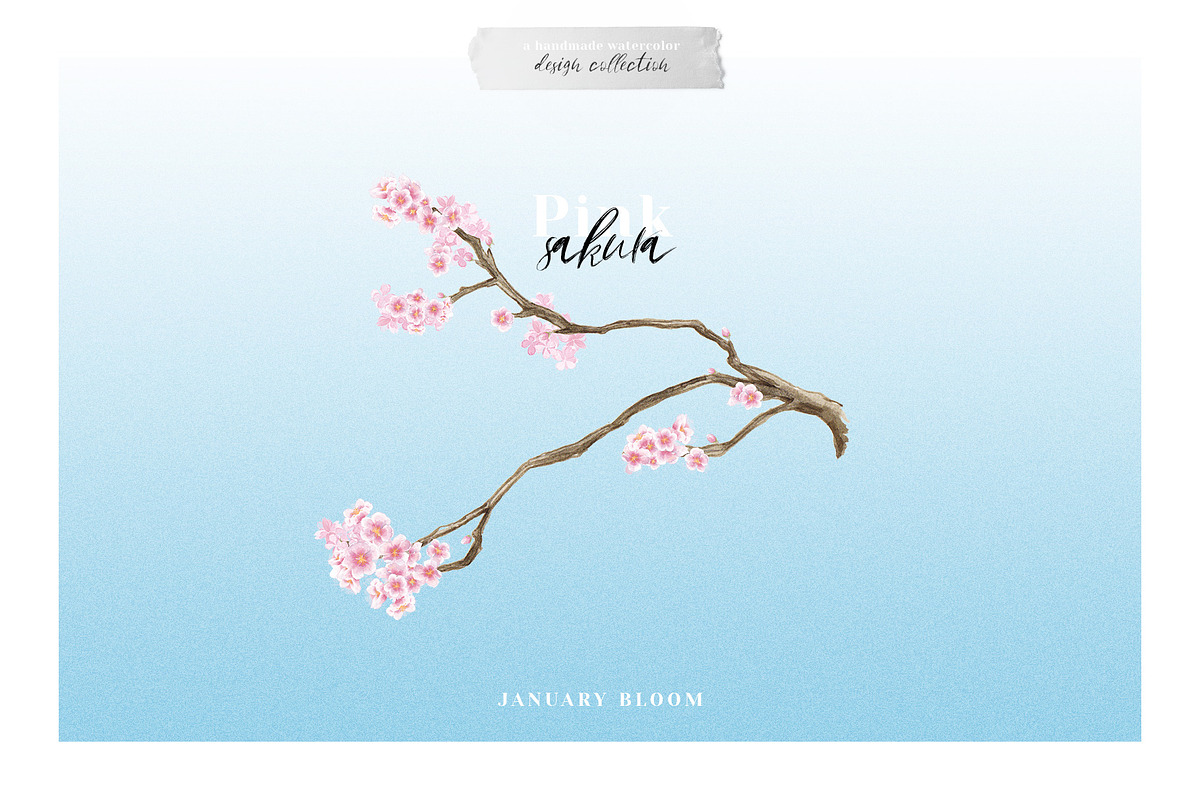 Sakura | Cherry Blossom Florals, an Illustration by January Bloom (Photo 8 of 11)