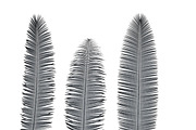 Palm branch, an Environmental 3D Model by AndrewWhite (Thumbnail 9 of 10)
