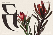 Archer Display - Ligature Serif Font, a Serif Font by SilverStag Type Foundry (Thumbnail 12 of 29)