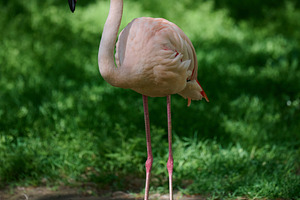 A pale pink flamingo stands tall at the edge of a pond, surround, an Animal Photo by ndanko