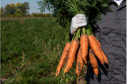 Farmer hands in gloves holding bunch, a Food & Drink Photo by Jan Jack Russo Media