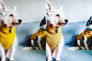 10 Pets Lightroom Presets for Mobile, a Preset Add-On by RamsaGraphi (Thumbnail 8 of 10)