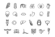 Human Internal Organs, a Healthcare Illustration by Tettygreen (Thumbnail 3 of 3)