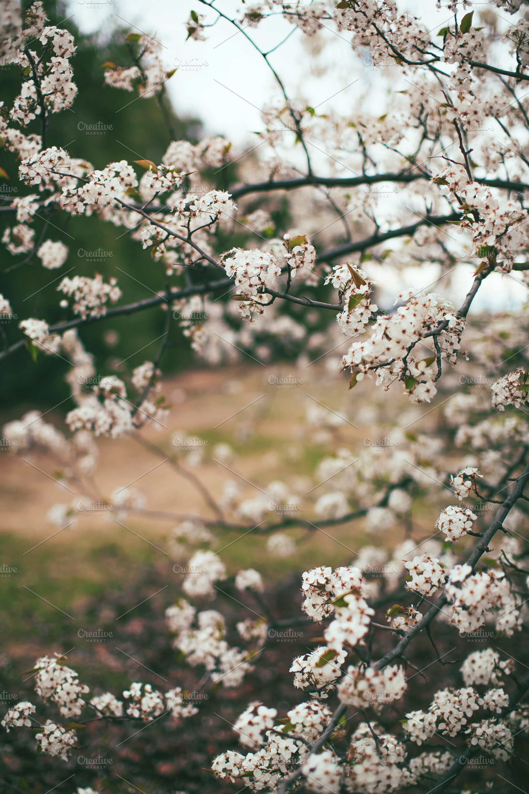 Spring blossoms stock photo containing spring and tree