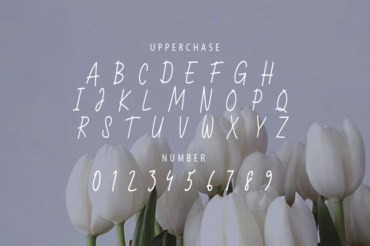 Lamelan, a Script Font by GlottaTypeface (Photo 5 of 8)