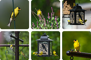 6 Image Bundle: Gold Finches, a Nature Photo by Happiestscone Photography (Thumbnail 2 of 2)