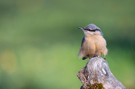 Eurasian nuthatch perching on a wooden perch., an Animal Photo by CreativePhotoSpain