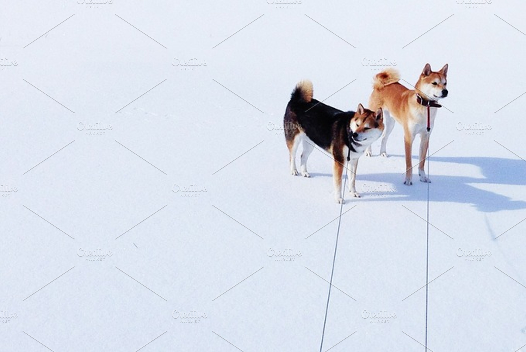 Shibros, an Animal Photo by Ryan Hamrick