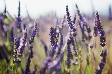 Sunset lavender
