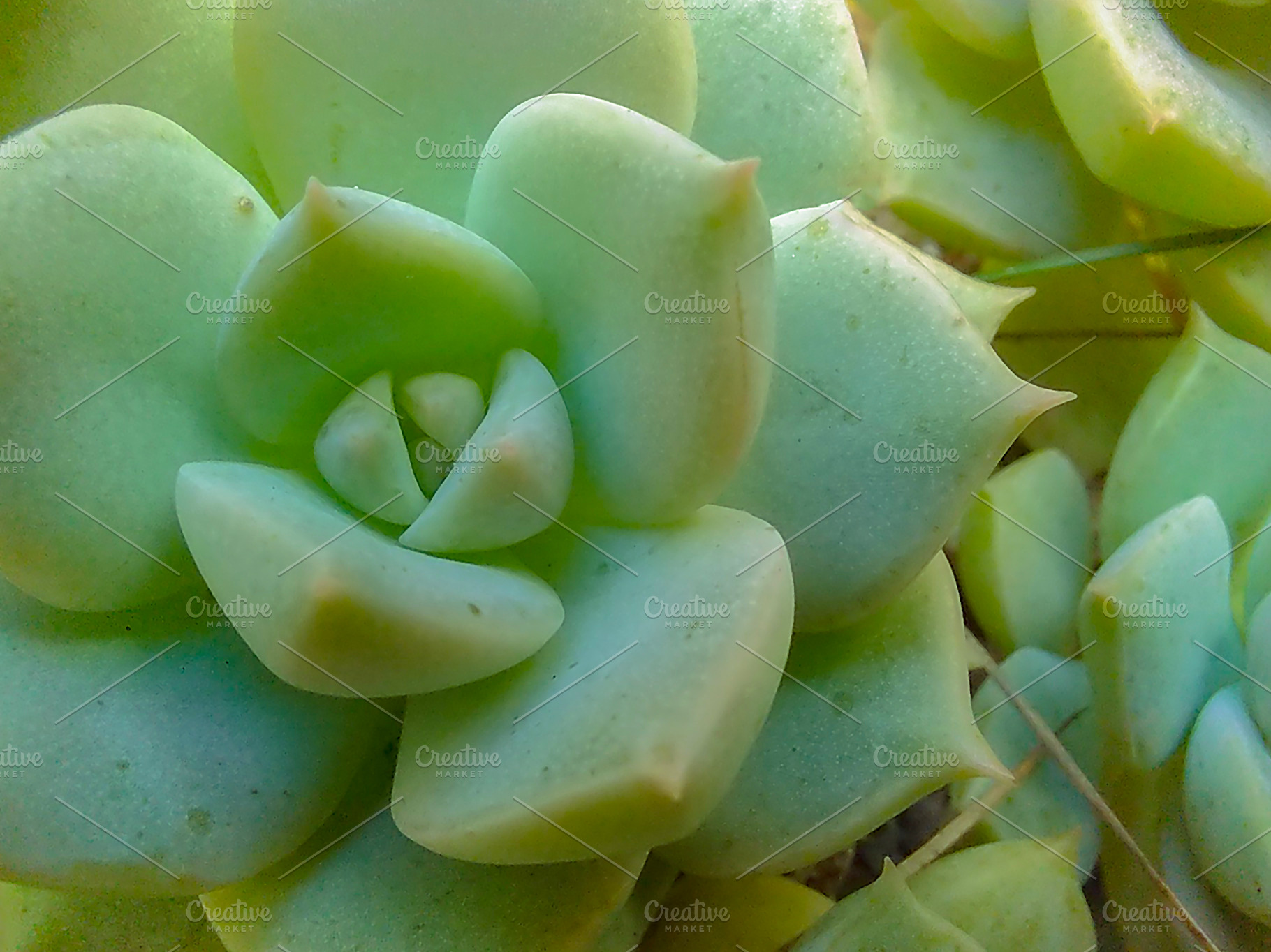 Succulent plant close-up shot, a Nature Photo by DanFLCreativo