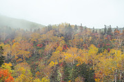 Japan Autumn & Snowy Forest Bundle., a Nature Photo by Silent Nature (Thumbnail 2 of 5)