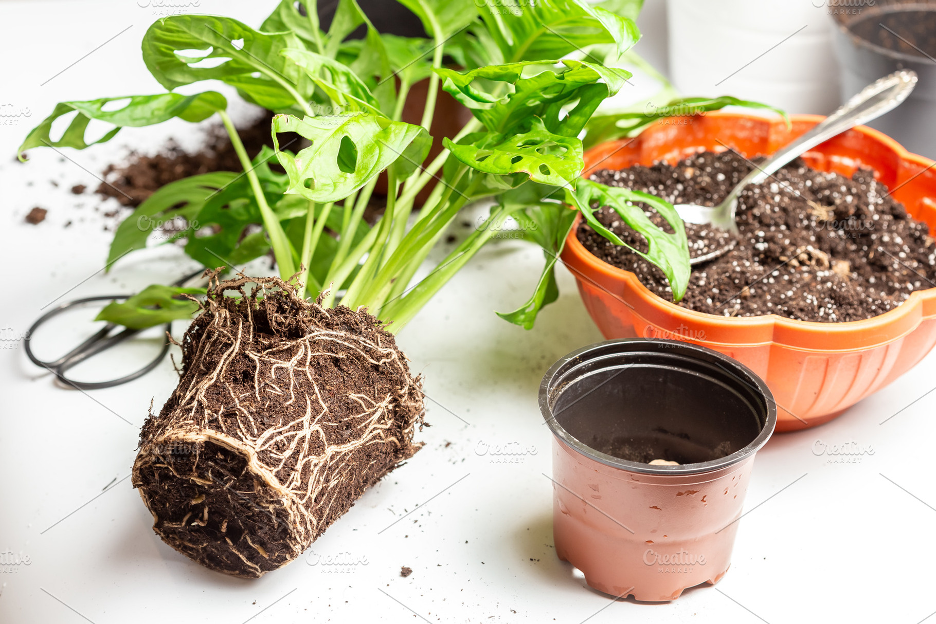 Repot a monstera Monstera Adansonii, a Nature Photo by Andriana Syvanych
