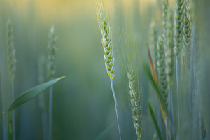 Ears of wheat on the farmfield, a Nature Photo by Mark Borbely