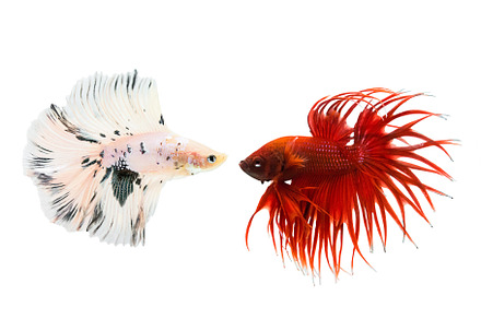 betta fish isolated on white., an Animal Photo by rakoptonLPN