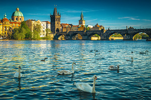 Prague cityscape with swiming swans, an Architecture Photo by Alpine Dreams