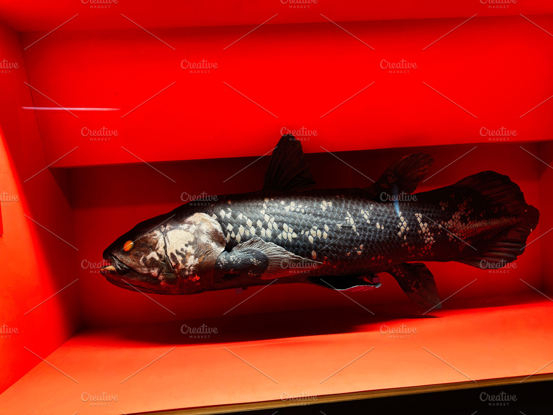 Preserved coelacanth fish specimen on display in a red museum ca, a Photo by AS photostudio