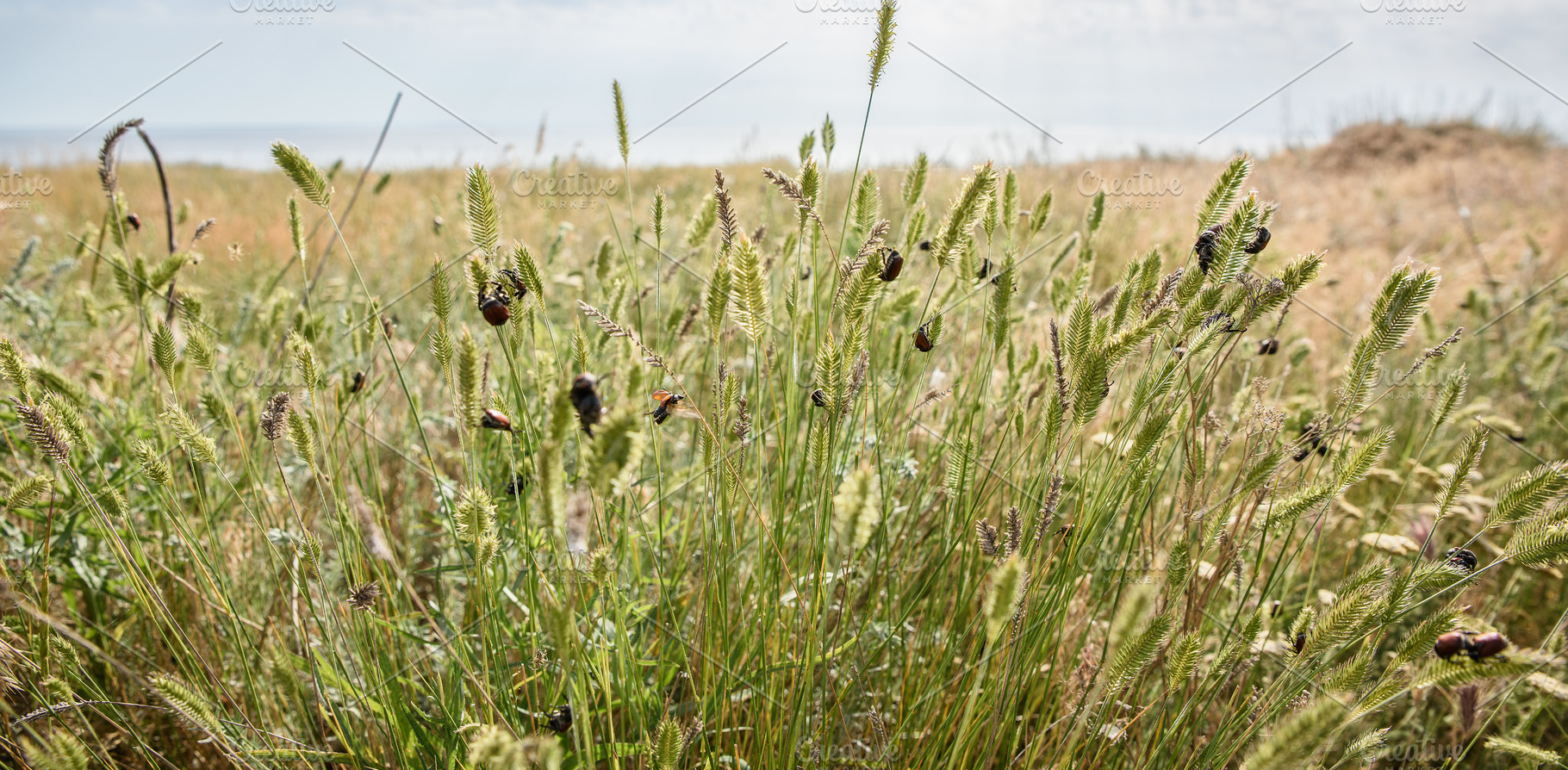 Numerous beetles on ears of wild grain in a field by the sea, a Nature Photo by ndanko