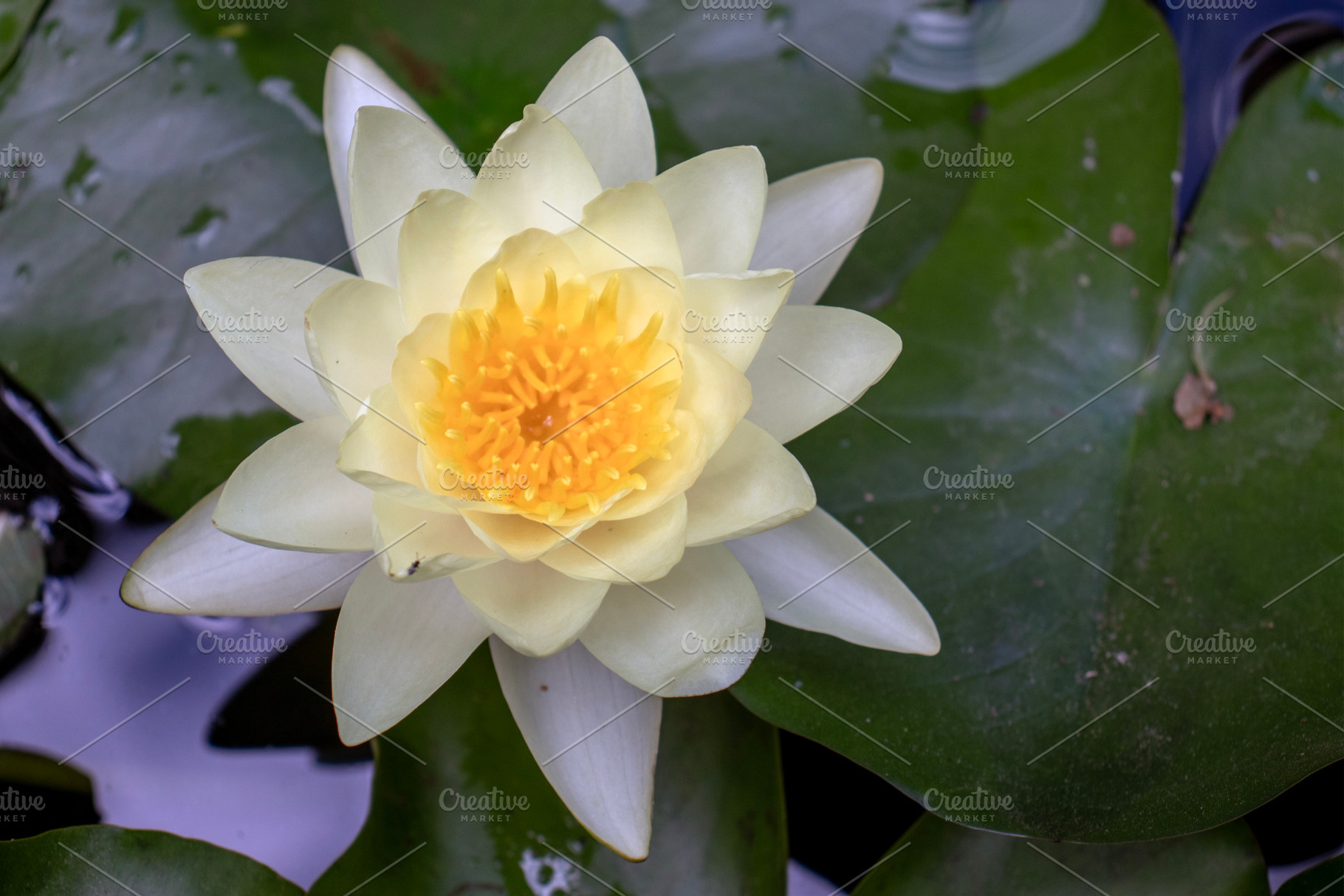 A close-up of a Nymphaea alba flower, a Nature Photo by Schreibikus