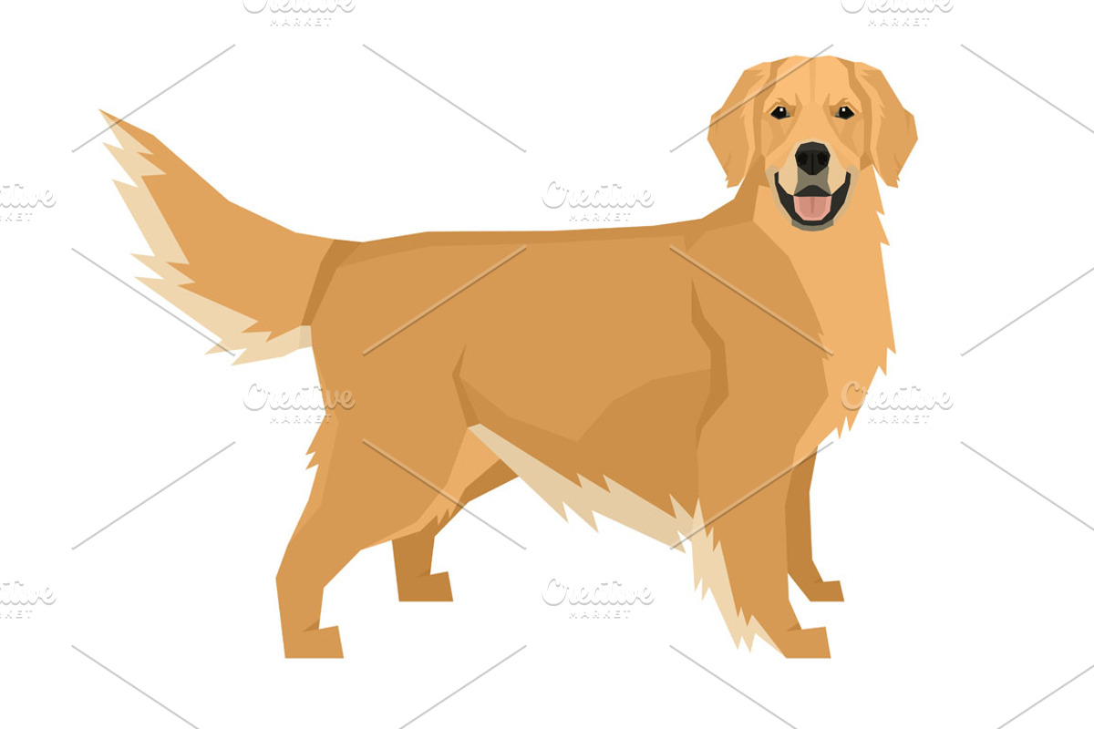 Dog breeds Golden Retriever, an Animal Illustration by Nenilkime (Photo 2 of 3)