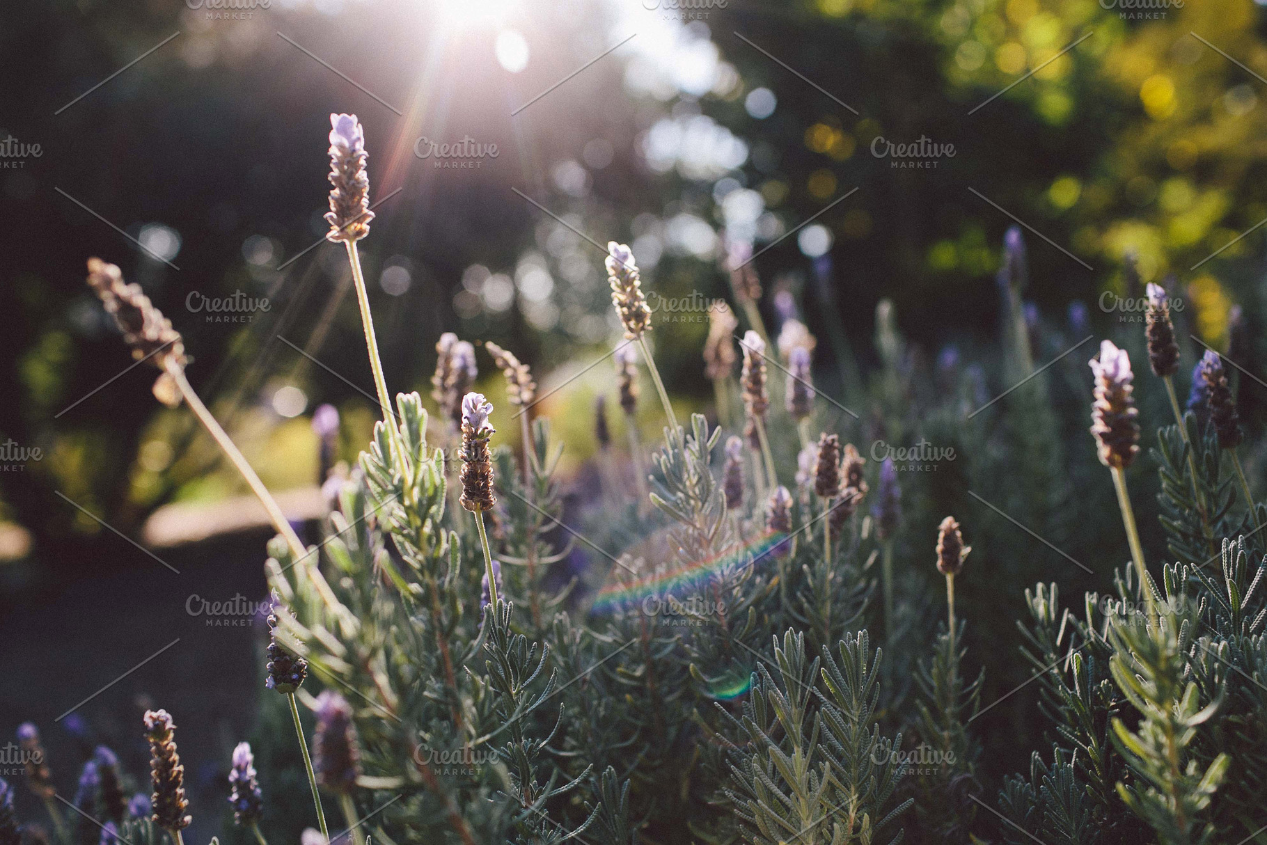Flower Photo Pack