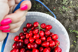 Person holding bucket filled with cherries in outdoor garden setting, a Photo by AS photostudio