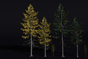 The European Larch Tree, a Plants & Tree 3D Model by FuturePastCreatives