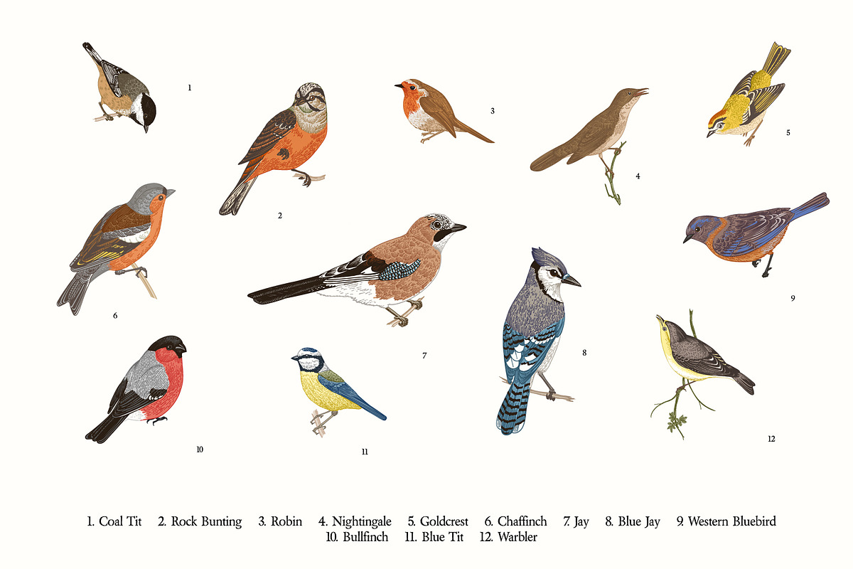 Garden Birds, an Illustration by olga.korneeva (Photo 2 of 5)