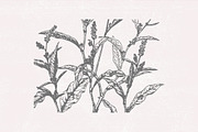 Dried Flowers, Petals, Shoots, an Illustration by TheBlackPixelCo (Thumbnail 4 of 8)