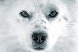 Dog muzzle closeup, an Animal Photo by BOOCYS