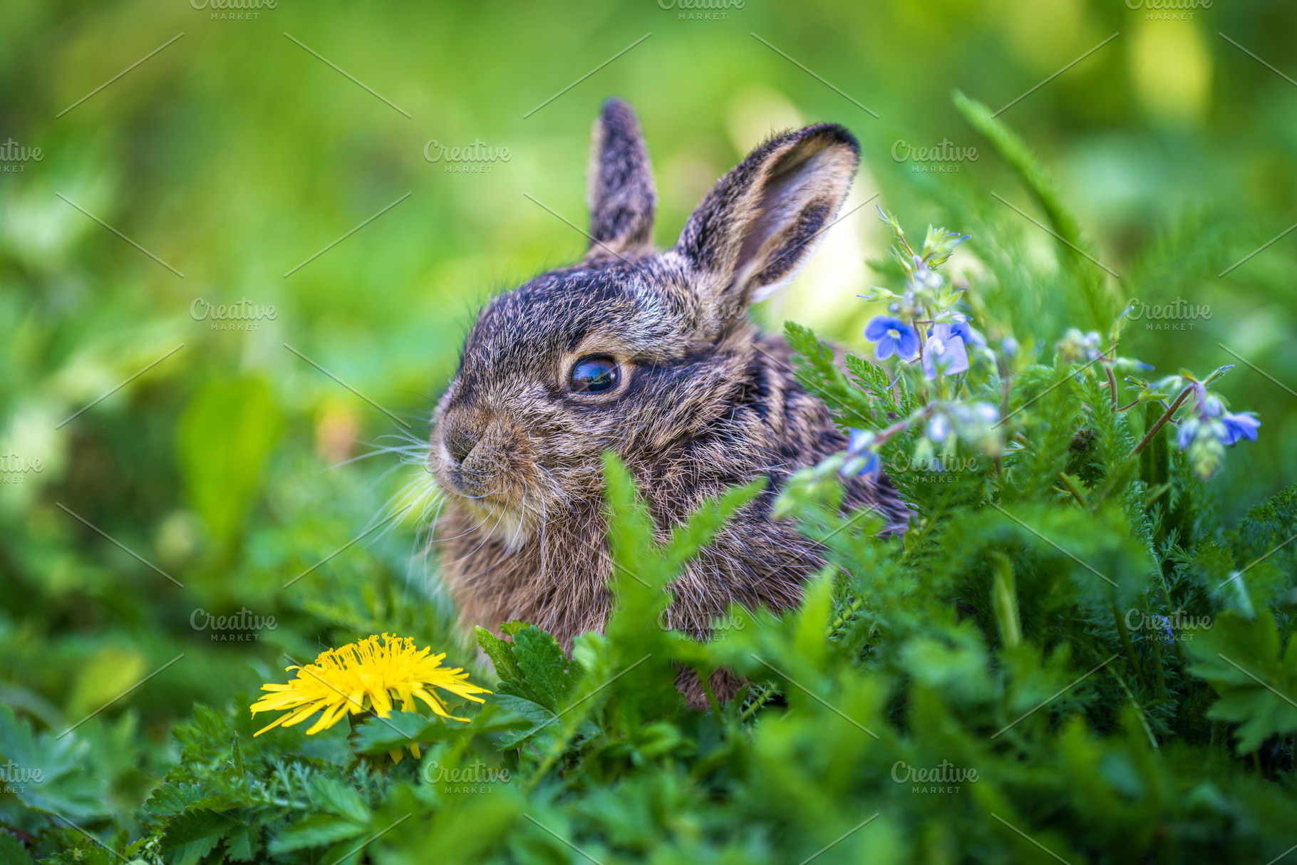 Young wild hare sitting among green meadow grass, an Animal Photo by Byrdyak