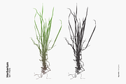 Herbarium: Set 1, a Decorative Illustration by Texture Fabrik (Thumbnail 4 of 19)