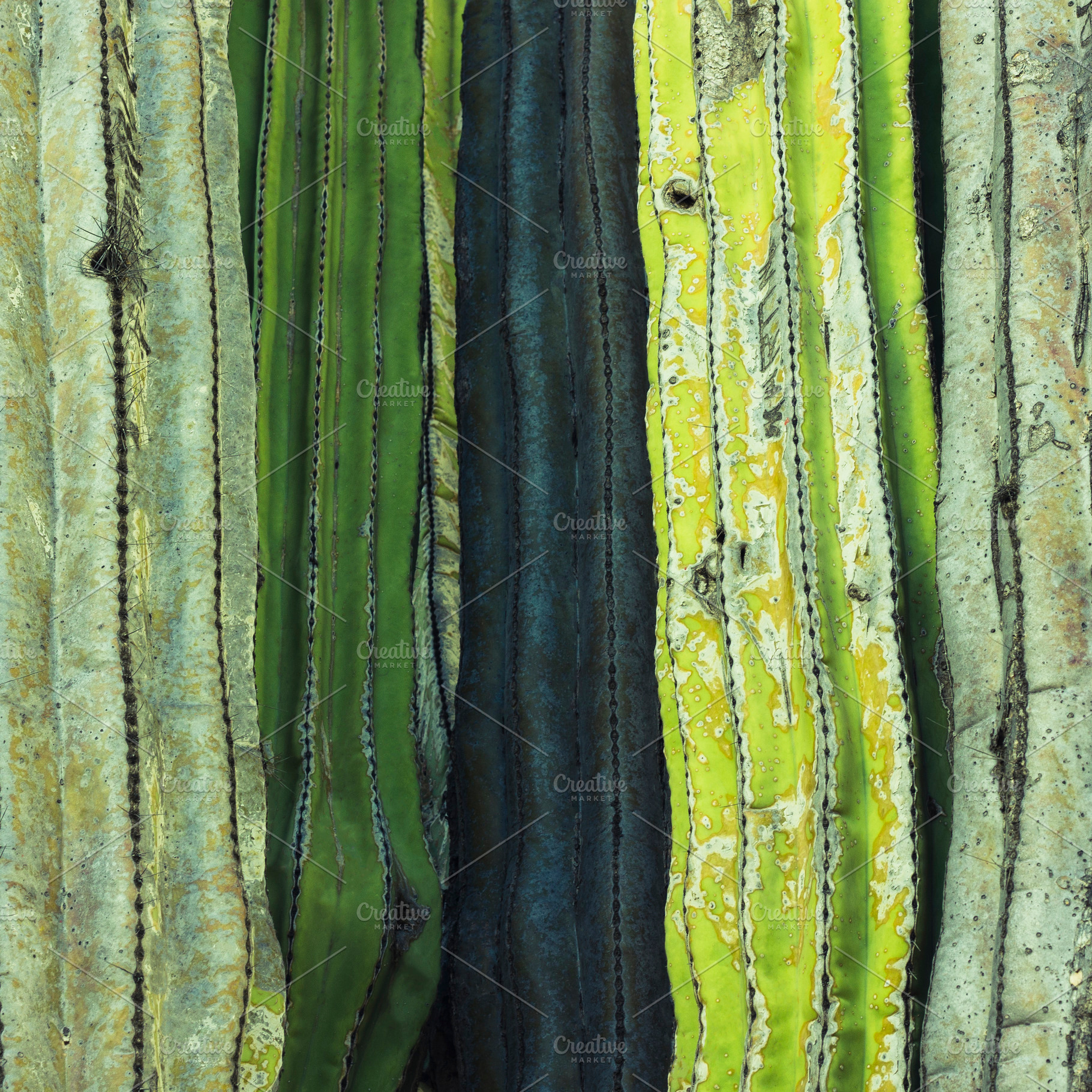 The skin of a cactus, a Nature Photo by Geasuha