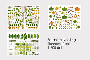 3 Botanical Knolling Elements Pack, an Education Illustration by StockVerse Creative